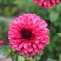 Dahlia Bacardi - Nieuw - 10 Knollen
