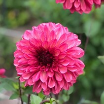 Dahlia Bacardi - Neu - 10 Knollen