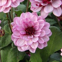 Dahlia Creme De Cassis - 10 Knollen