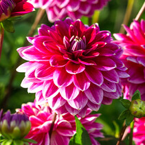 Dahlia Maldini - 10 Tubers