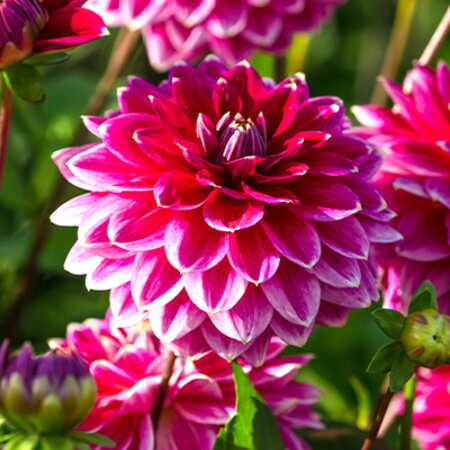 Dahlia Maldini - Large Package XXL - Ideal For Larger Projects - Garden Select