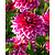 Dahlia Maldini - 10 Tubers