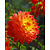 Dahlia Procyon - 10 Tubers