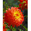 Dahlia Procyon - Bulkverpakking - 10 Knollen Voor Een Voordelige Prijs - Garden Select