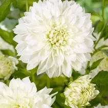 Dahlie White Perfection - Neu - 10 Knollen