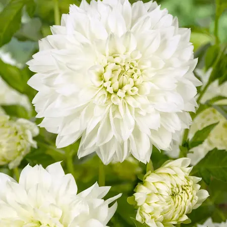 Dahlia White Perfection - Buy Large-Size Dahlia Tubers? - Garden-Select.com
