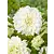Dahlia White Perfection - New - 10 Tubers
