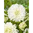 Dahlia White Perfection - Grootverpakking Dahlia Knollen Kopen? - Garden-Select.nl