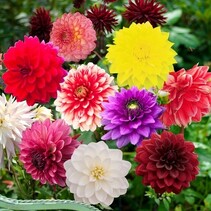 Dahlia Decorative Mix - 10 Knollen
