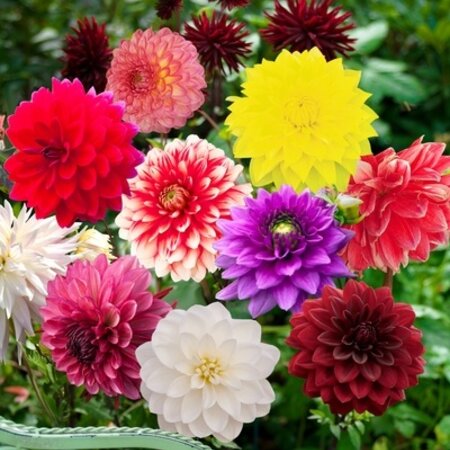 Dahlia Decorative Mix - 10 Knollen - Voordelig Grootverpakking Kopen? Garden Select