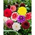 Dahlia Decorative Mix - 10 Tubers