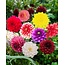 Dahlia Decorative Mix - 10 Knollen - Voordelig Grootverpakking Kopen? Garden Select