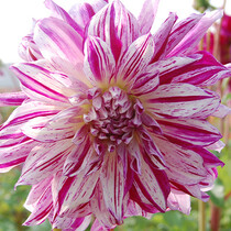 Dahlia Bristol Stripe - 10 Tubers