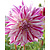 Dahlia Bristol Stripe - 10 Tubers