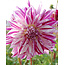 Dahlia Bristol Stripe - Großpackung kaufen? Spitzenqualität - Schnittblume - Garden Select