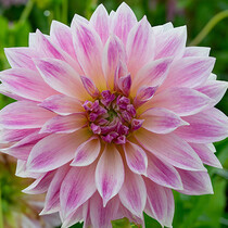 Dahlia Café Au Lait Royal - 10 Knollen