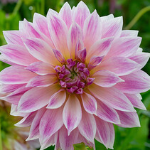 Dahlia Café Au Lait Royal - 10 Knollen