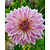 Dahlia Café Au Lait Royal - 10 Knollen