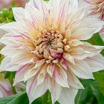 Dahlia Café Au Lait Twist - Nieuw - 10 Knollen