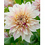 Dahlia Café Au Lait Twist - Neu - Ideal für große Projekte - Großpackung