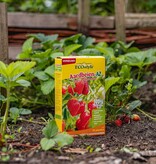 Strawberry plants 10 Pieces of your choice incl. fertiliser especially for strawberries! garden-select.com