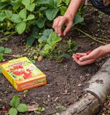 Aardbeienplanten 10 Stuks naar keuze incl. mest speciaal voor aardbeien! garden-select.nl