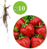 Erdbeerpflanzen 10 Stück Ihrer Wahl inkl. Dünger speziell für Erdbeeren! garden-select.de