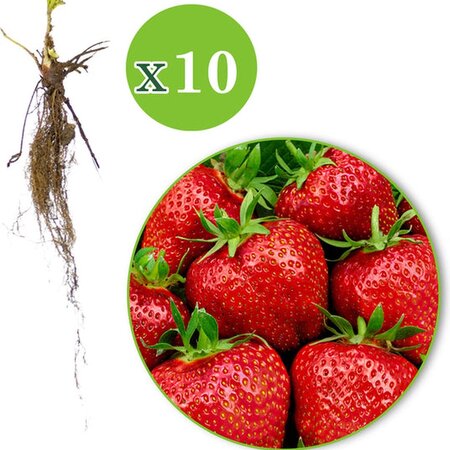 Aardbeienplanten 10 Stuks naar keuze incl. mest speciaal voor aardbeien! garden-select.nl