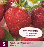 Aardbeienplanten 10 Stuks naar keuze incl. mest speciaal voor aardbeien! garden-select.nl