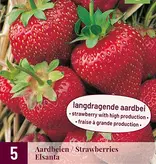 Strawberry plants 10 Pieces of your choice incl. fertiliser especially for strawberries! garden-select.com