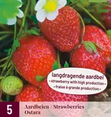 Erdbeerpflanzen 10 Stück Ihrer Wahl inkl. Dünger speziell für Erdbeeren! garden-select.de