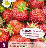 Strawberry plants 10 Pieces of your choice incl. fertiliser especially for strawberries! garden-select.com