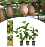 Kiwi "Jenny" - 3 Planten - Zelf bestuivende Kiwi Plant - Zonnige Plaats