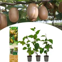 Kiwi "Jenny" - 3 Planten