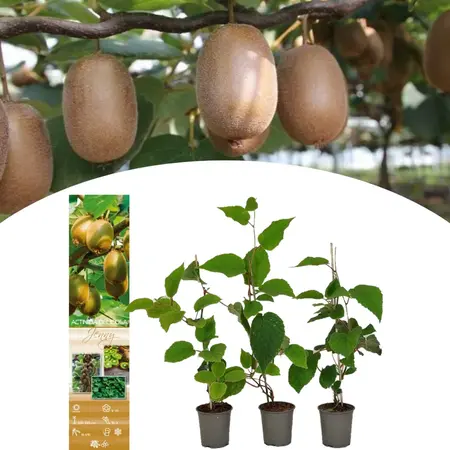 Kiwi "Jenny" - Selbstbefruchtende Kiwi-Pflanze - Sunny Place - 3 Pflanzen