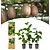 Kiwi "Jenny" - 3 Plants