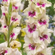 Gladioli Amber Mystique - 100 Bulbs