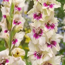 Gladiolen Amber Mystique - 100 Blumenzwiebeln