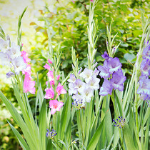 Gladiolen Pastell Mix - 100 Blumenzwiebeln
