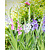 Gladiolen Pastell Mix - 100 Blumenzwiebeln