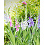 Gladioli Pastel Mix - 100 bulbs - Bulk Packaging - Competitive Prices