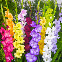 Gladiolen Großblütige Mischung - 100 Blumenzwiebeln