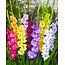 Gladioli Large Flowering Mix - 100 Bulbs - Buy Bulk / Large Package?