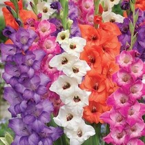 Gladiolen Glamini Mix - 100 Blumenzwiebeln