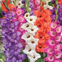 Gladiolen Glamini Mix - 100 Blumenzwiebeln