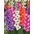 Gladioli Glamini Mix - 100 Bulbs