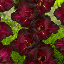 Gladioli Black Surprise - New - 100 Bulbs