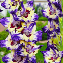 Gladiolen Circus Color - 100 Blumenzwiebeln