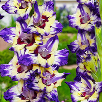 Gladioli Circus Color - 100 Bulbs