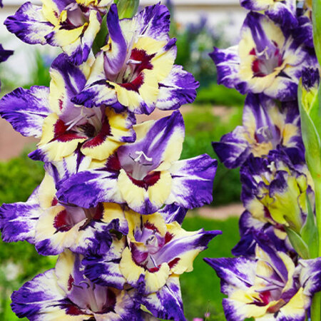 Gladioli Circus Colour - 100 Bulbs - Buy Gladioli In Dazzling Colours?
